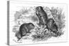 Voles and Vegetables-null-Stretched Canvas