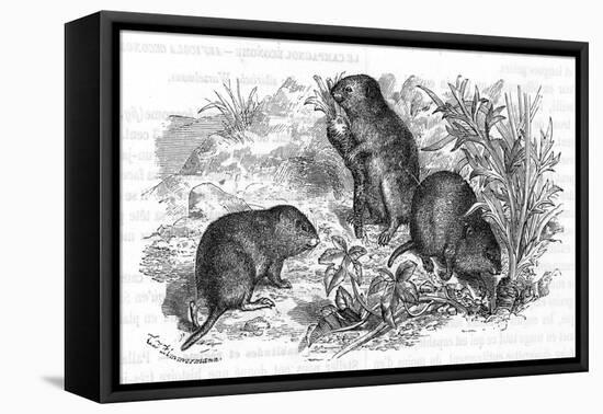 Voles and Vegetables-null-Framed Stretched Canvas