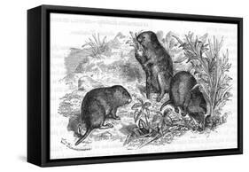 Voles and Vegetables-null-Framed Stretched Canvas