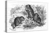 Voles and Vegetables-null-Stretched Canvas