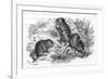 Voles and Vegetables-null-Framed Premium Giclee Print