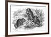 Voles and Vegetables-null-Framed Premium Giclee Print