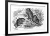 Voles and Vegetables-null-Framed Premium Giclee Print