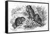 Voles and Vegetables-null-Framed Stretched Canvas