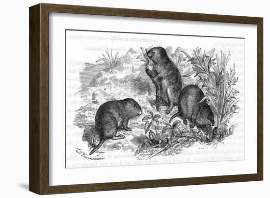 Voles and Vegetables-null-Framed Art Print