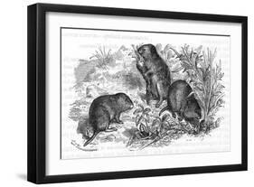 Voles and Vegetables-null-Framed Art Print