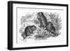 Voles and Vegetables-null-Framed Art Print