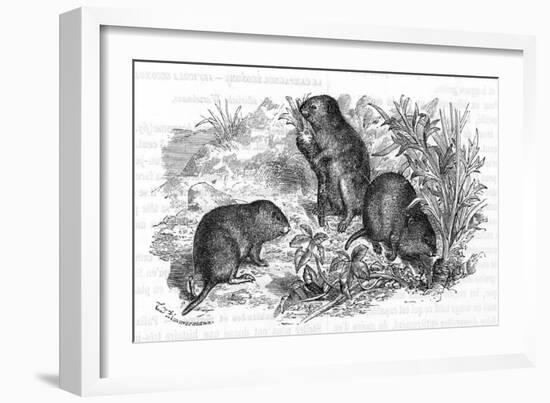 Voles and Vegetables-null-Framed Art Print