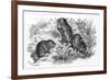 Voles and Vegetables-null-Framed Art Print