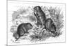 Voles and Vegetables-null-Mounted Art Print