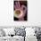 Volg Kaffee-Vintage Apple Collection-Stretched Canvas displayed on a wall