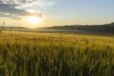 Wheat Field at Sunrise, Austria, Hardegg-Volker Preusser-Photographic Print