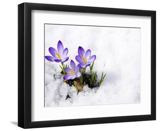 Premium Photographic Print, , large