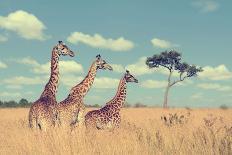 Three Giraffe on Kilimanjaro Mount Background in National Park of Kenya, Africa-Volodymyr Burdiak-Photographic Print