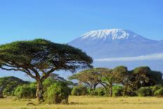 Three Giraffe on Kilimanjaro Mount Background in National Park of Kenya, Africa-Volodymyr Burdiak-Photographic Print