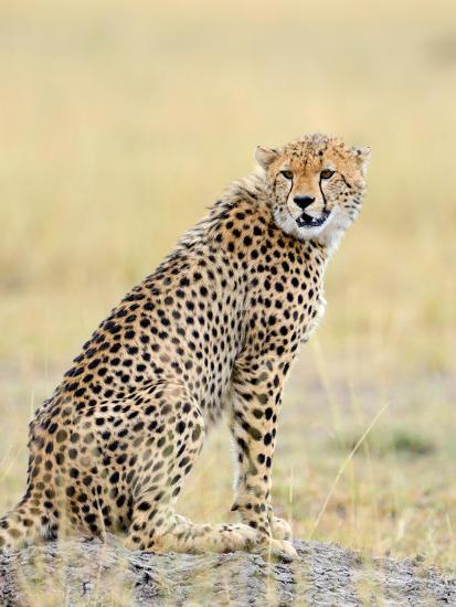 Photographic Print, , large