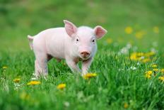 Young Funny Pig on a Spring Green Grass-Volodymyr Burdiak-Photographic Print