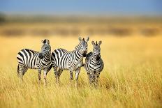 Group Giraffe in National Park of Kenya, Africa-Volodymyr Burdiak-Photographic Print