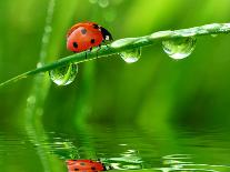 Fresh Morning Dew And Ladybird-volrab vaclav-Framed Photographic Print