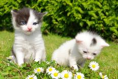 Small Cats in the Grass-volrab vaclav-Framed Photographic Print