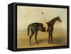 Voltigeur, with Job Marson Up-Samuel Spode-Framed Stretched Canvas