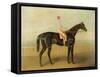 Voltigeur, with Job Marson Up-Samuel Spode-Framed Stretched Canvas