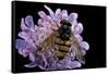 Volucella Inanis (Lesser Hornet Hoverfly)-Paul Starosta-Framed Stretched Canvas
