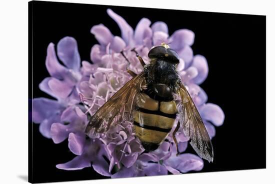 Volucella Inanis (Lesser Hornet Hoverfly)-Paul Starosta-Stretched Canvas
