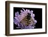 Volucella Inanis (Lesser Hornet Hoverfly)-Paul Starosta-Framed Photographic Print