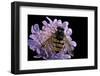 Volucella Inanis (Lesser Hornet Hoverfly)-Paul Starosta-Framed Photographic Print