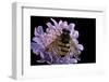 Volucella Inanis (Lesser Hornet Hoverfly)-Paul Starosta-Framed Photographic Print