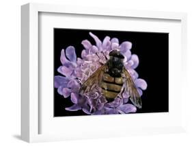 Volucella Inanis (Lesser Hornet Hoverfly)-Paul Starosta-Framed Photographic Print