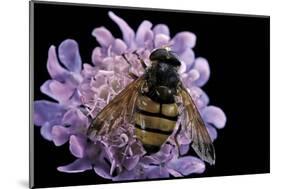 Volucella Inanis (Lesser Hornet Hoverfly)-Paul Starosta-Mounted Photographic Print
