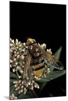 Volucella Zonaria (Hornet Mimic Hoverfly)-Paul Starosta-Mounted Photographic Print