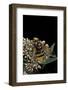 Volucella Zonaria (Hornet Mimic Hoverfly)-Paul Starosta-Framed Photographic Print