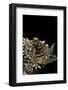 Volucella Zonaria (Hornet Mimic Hoverfly)-Paul Starosta-Framed Photographic Print