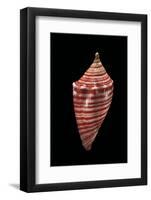 Voluta Arausiaca-Paul Starosta-Framed Photographic Print