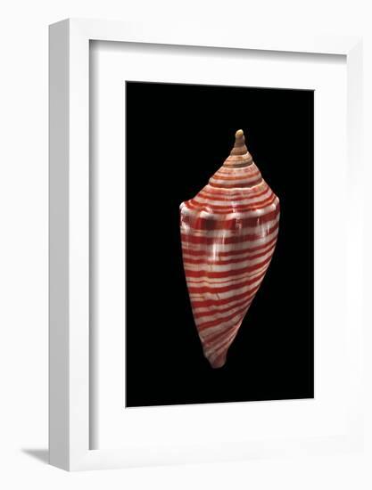 Voluta Arausiaca-Paul Starosta-Framed Photographic Print