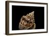 Voluta Ebraea-Paul Starosta-Framed Photographic Print