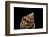 Voluta Ebraea-Paul Starosta-Framed Photographic Print