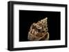 Voluta Ebraea-Paul Starosta-Framed Photographic Print