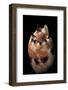 Voluta Georginae-Paul Starosta-Framed Photographic Print