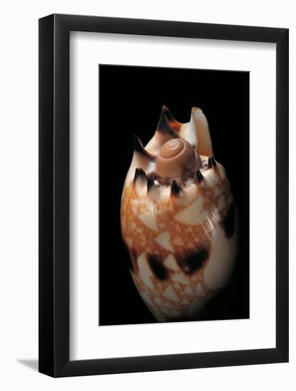 Voluta Georginae-Paul Starosta-Framed Photographic Print