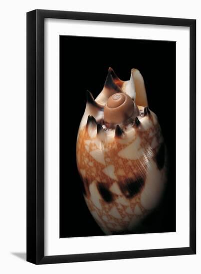 Voluta Georginae-Paul Starosta-Framed Photographic Print