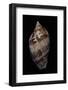 Voluta Magnifica-Paul Starosta-Framed Photographic Print