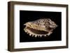 Voluta Polypleura Kotorai-Paul Starosta-Framed Photographic Print