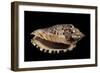 Voluta Polypleura Kotorai-Paul Starosta-Framed Photographic Print