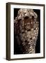 Voluta Polypleura Kotorai-Paul Starosta-Framed Photographic Print