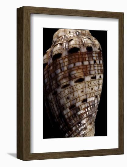 Voluta Polypleura Kotorai-Paul Starosta-Framed Photographic Print