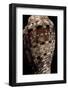 Voluta Polypleura Kotorai-Paul Starosta-Framed Photographic Print